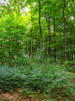 Buchenverjüngung vor ehemaligem Wildschutzzaun