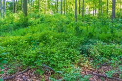 Bodenverwilderung nach Durchforstung