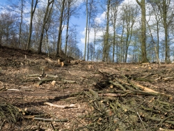 durch Baumfällungen, Sägearbeiten und Holzrücken zerstörter Waldboden