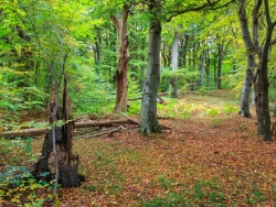 hoher Anteil an stehendem starken Totholz