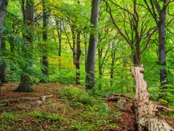Buchenverjüngung in Lichtinsel