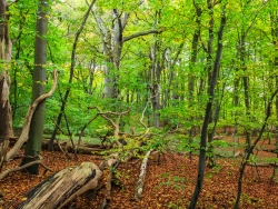 Strukturreichtum in urwaldähnlichem Dickicht