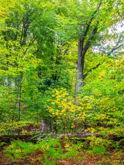 Naturverjüngung aus Bergahorn und Buche