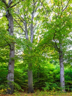 Trio aus alten Buchen vor Buchenjungbestand