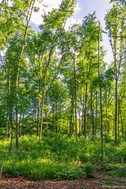 Verkrautung im aufgelichteten Wald