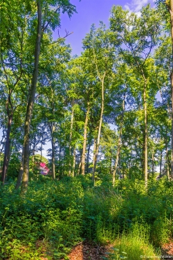 Bodenverwilderung unter scheunentorgroßen Löchern im Kronendach