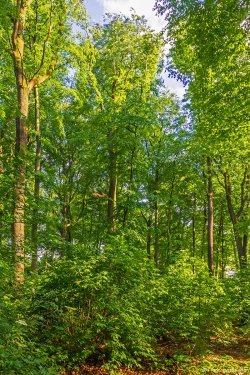 Holunderbüsche auf Lichtung