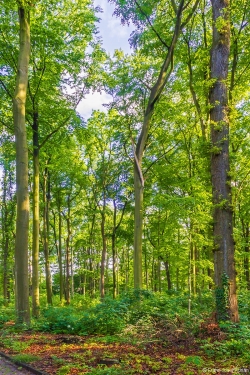Stubben entlang der Virchowstraße