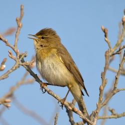 Fitis (Fotograf: Andreas Trepte)
