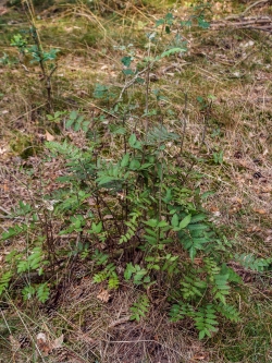 kahlgefressene Vogelbeeren