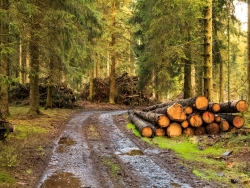 Reisighaufen am Rand des Forstwegs