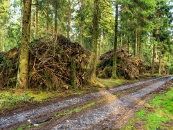 Reisighaufen am Rand des Forstwegs