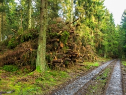 Reisighaufen am Rand des Forstwegs