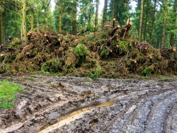 Reisighaufen am Rand des Forstwegs