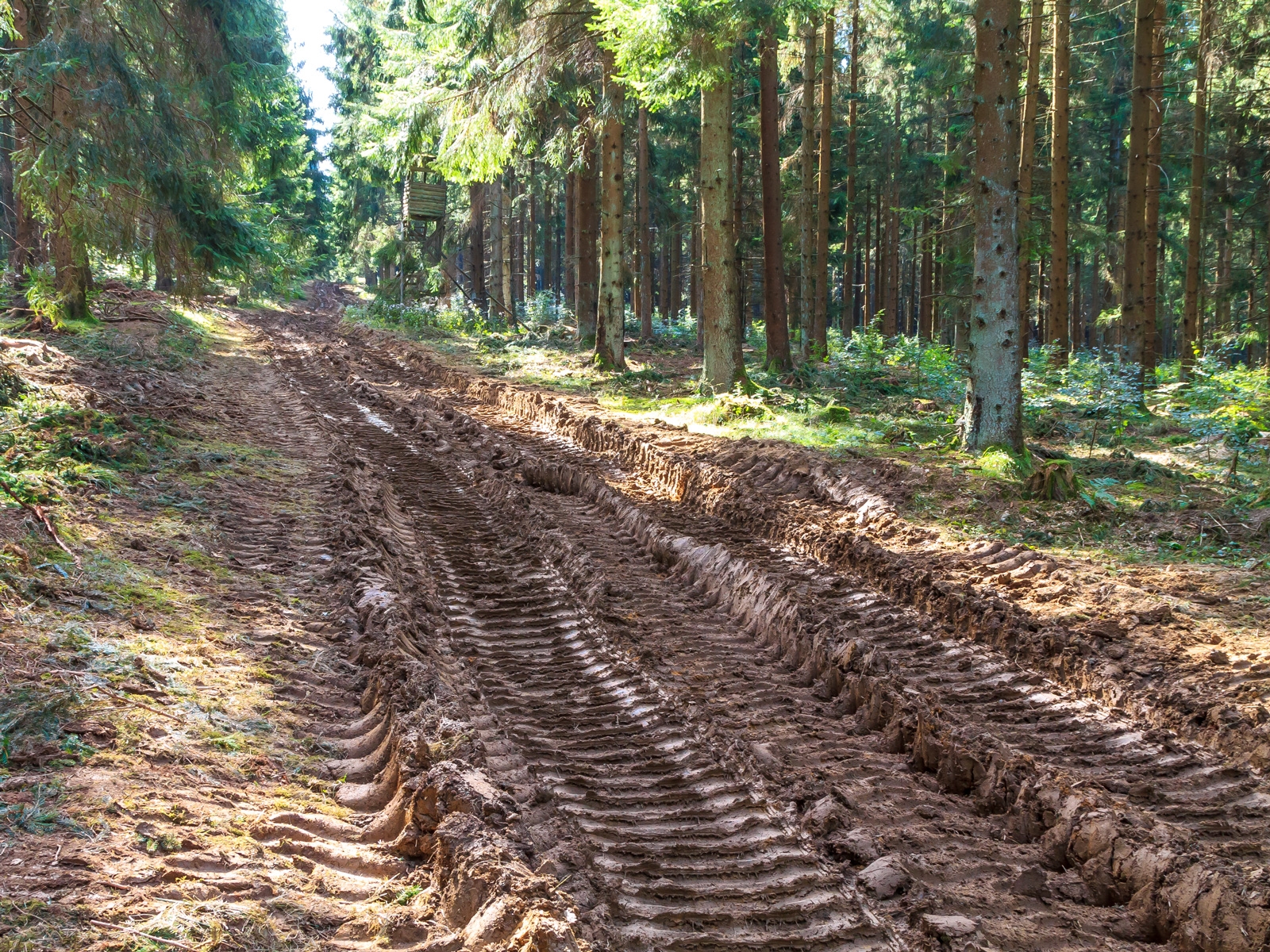 Rückegasse im Dedenborner Fichtenwald mit Buchenunterpflanzung