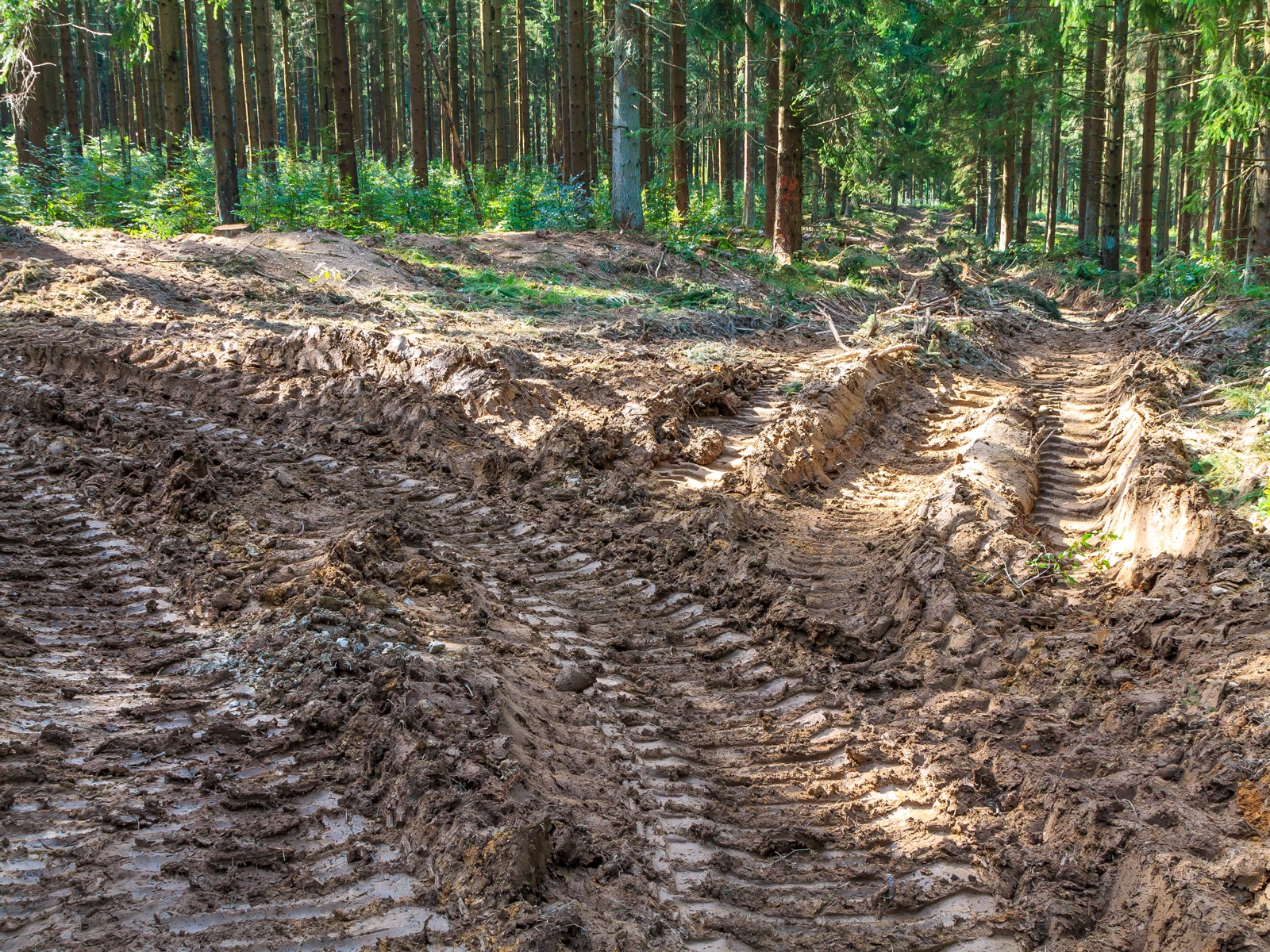 Rückegasse im Dedenborner Fichtenwald mit Buchenunterpflanzung