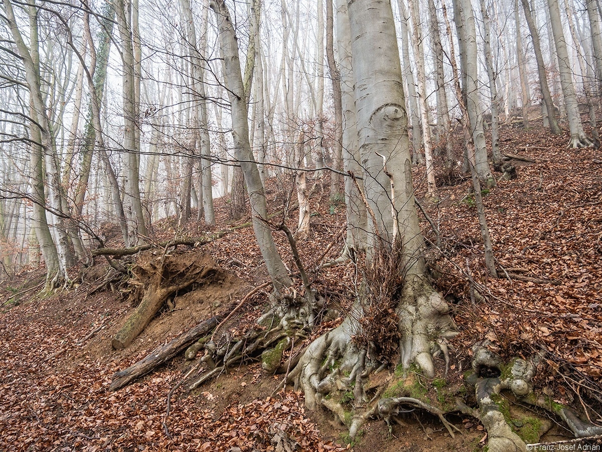 Wald_01