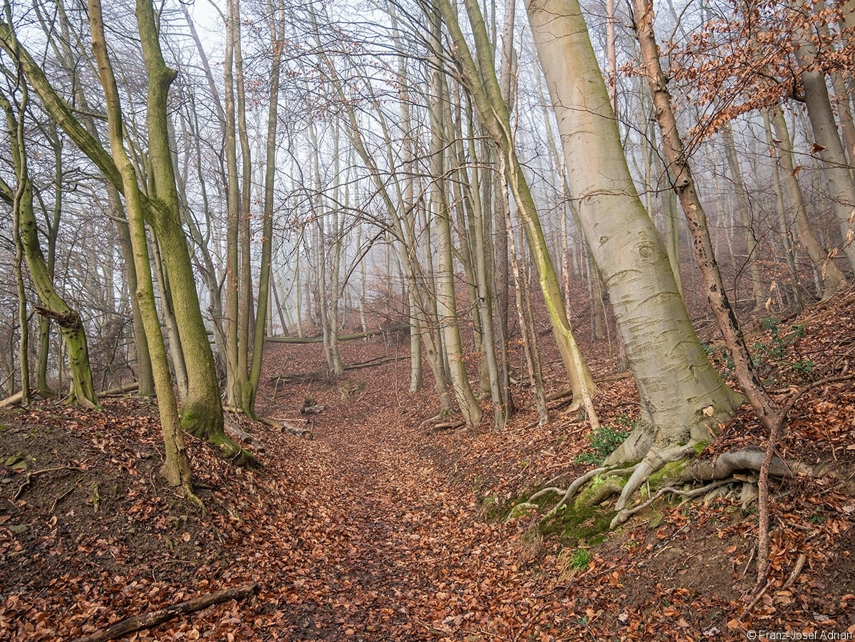 Wald_02