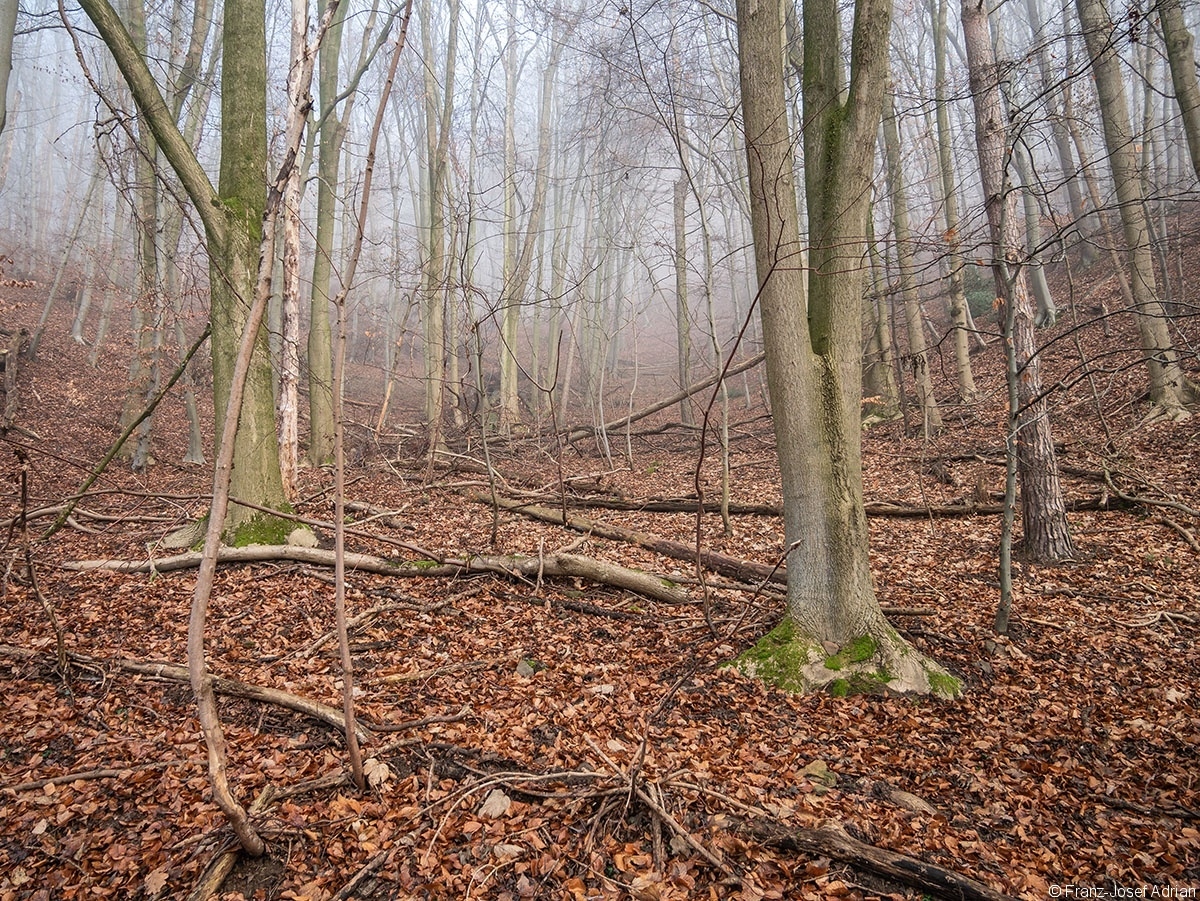 Wald_03