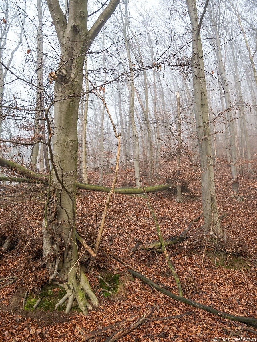Wald_04