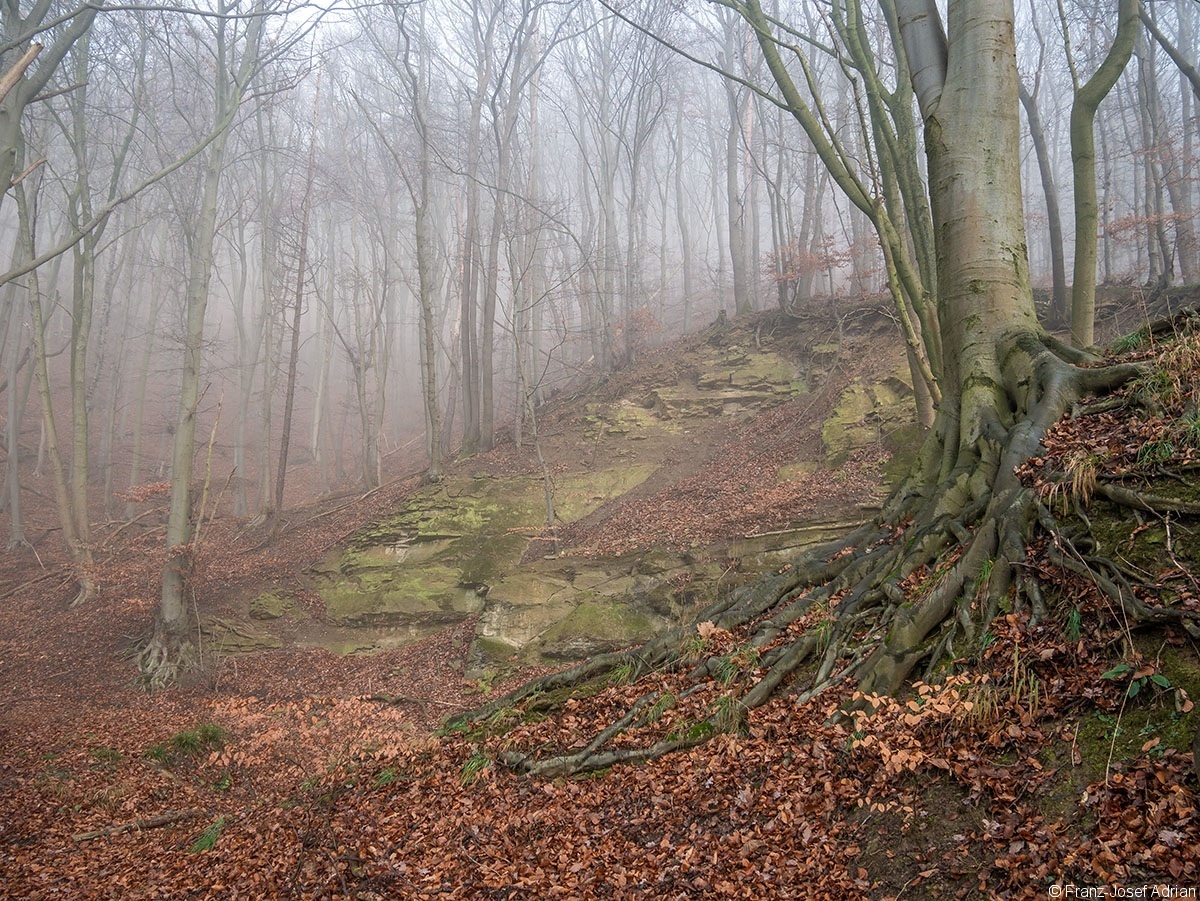 Wald_05