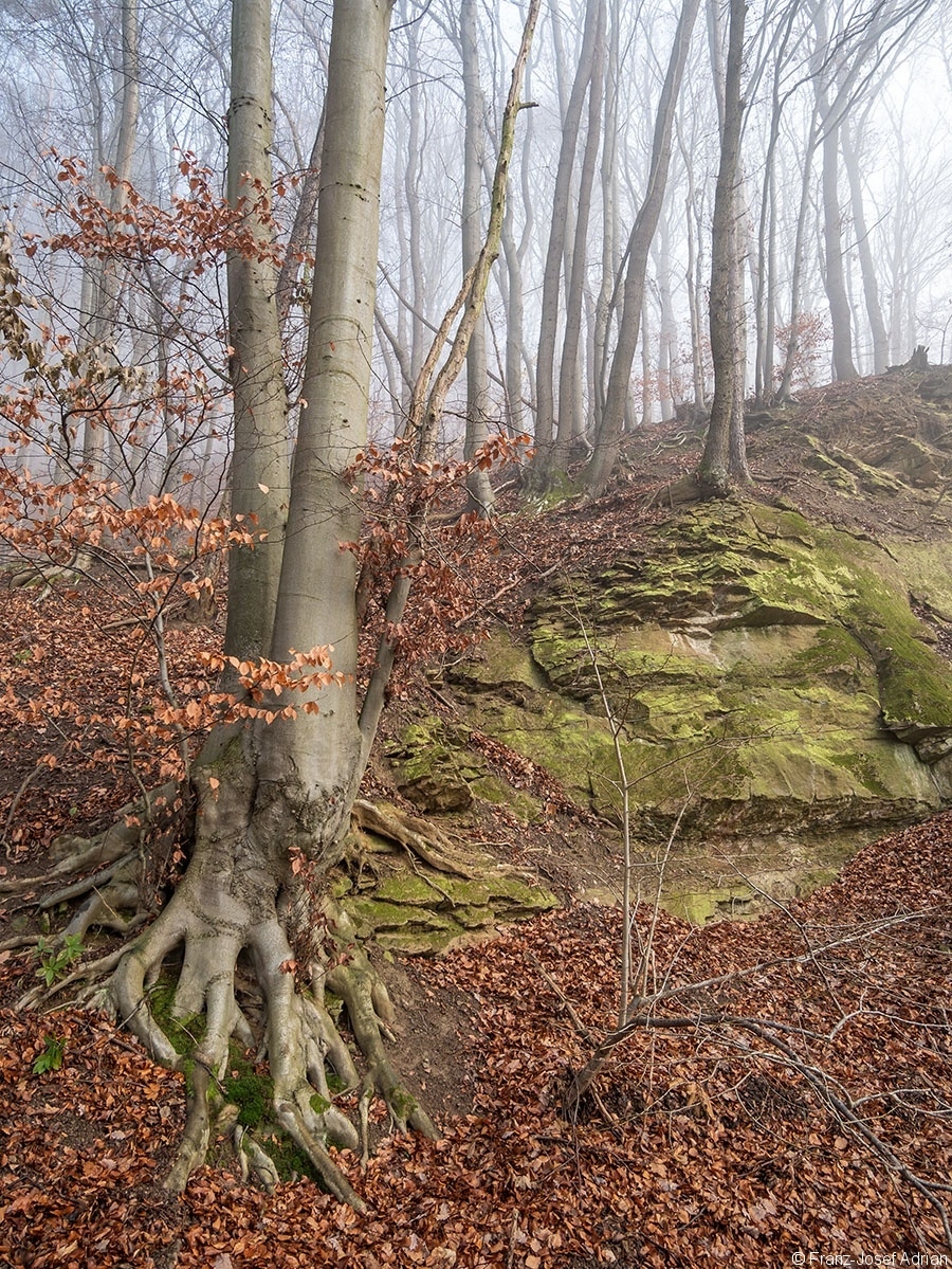 Wald_06