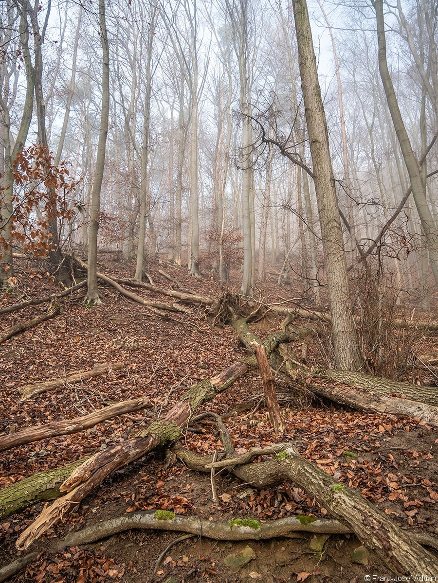 Wald_07