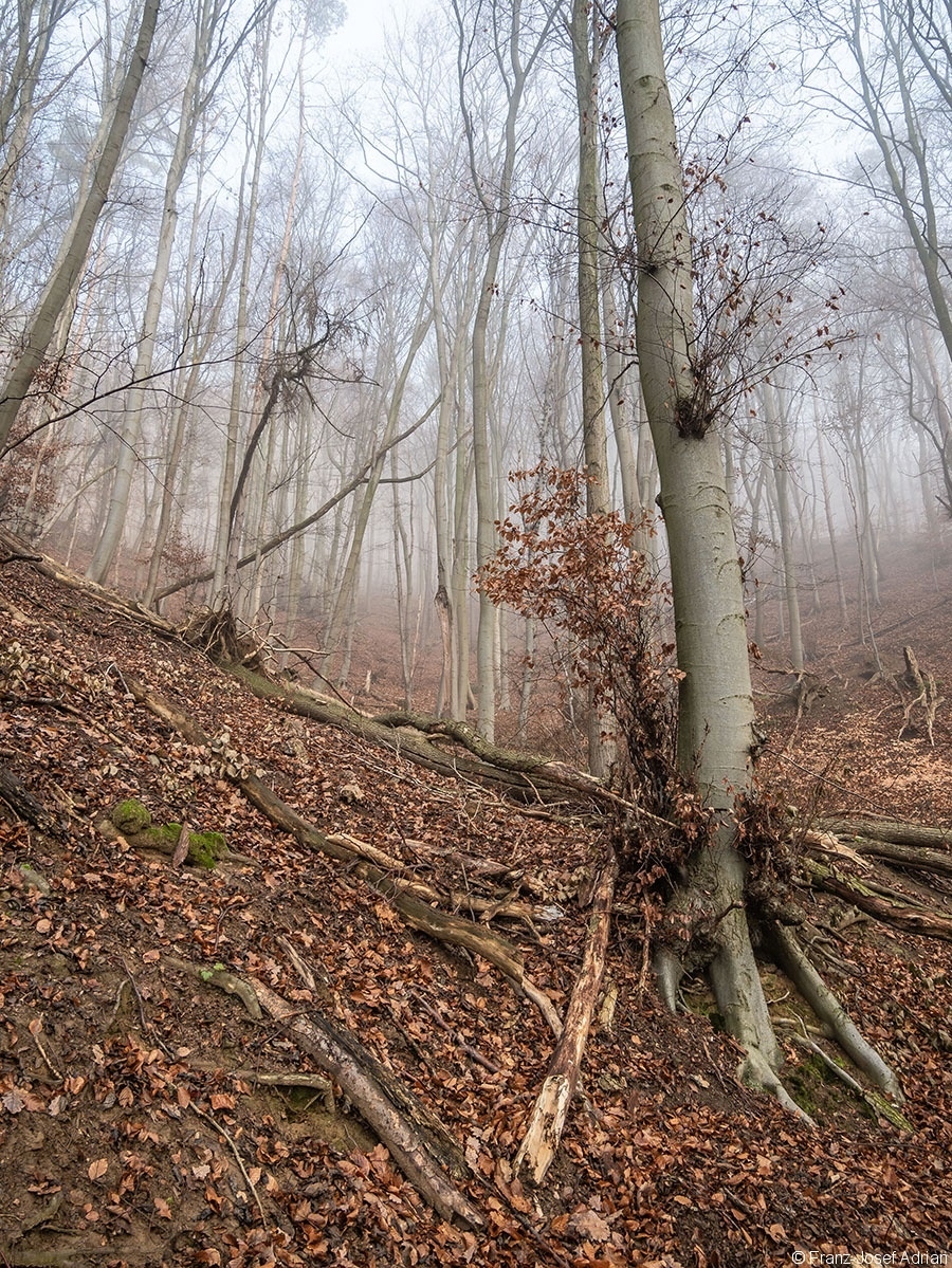 Wald_08