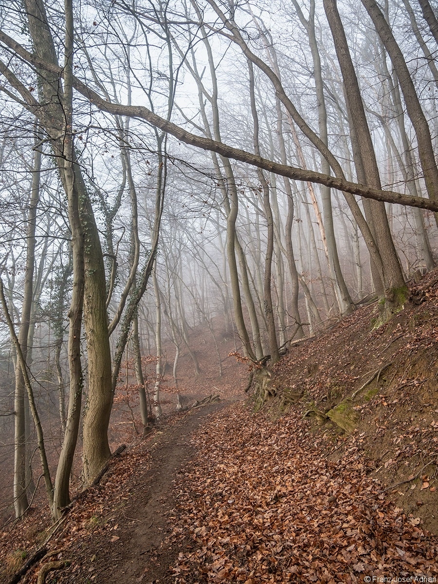 Wald_09