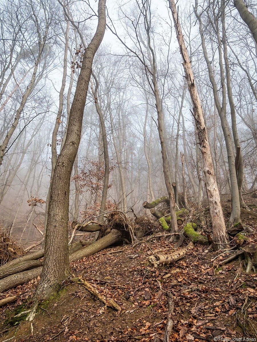Wald_10