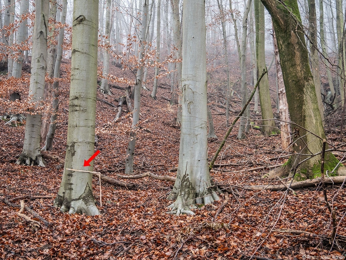 Wald_21