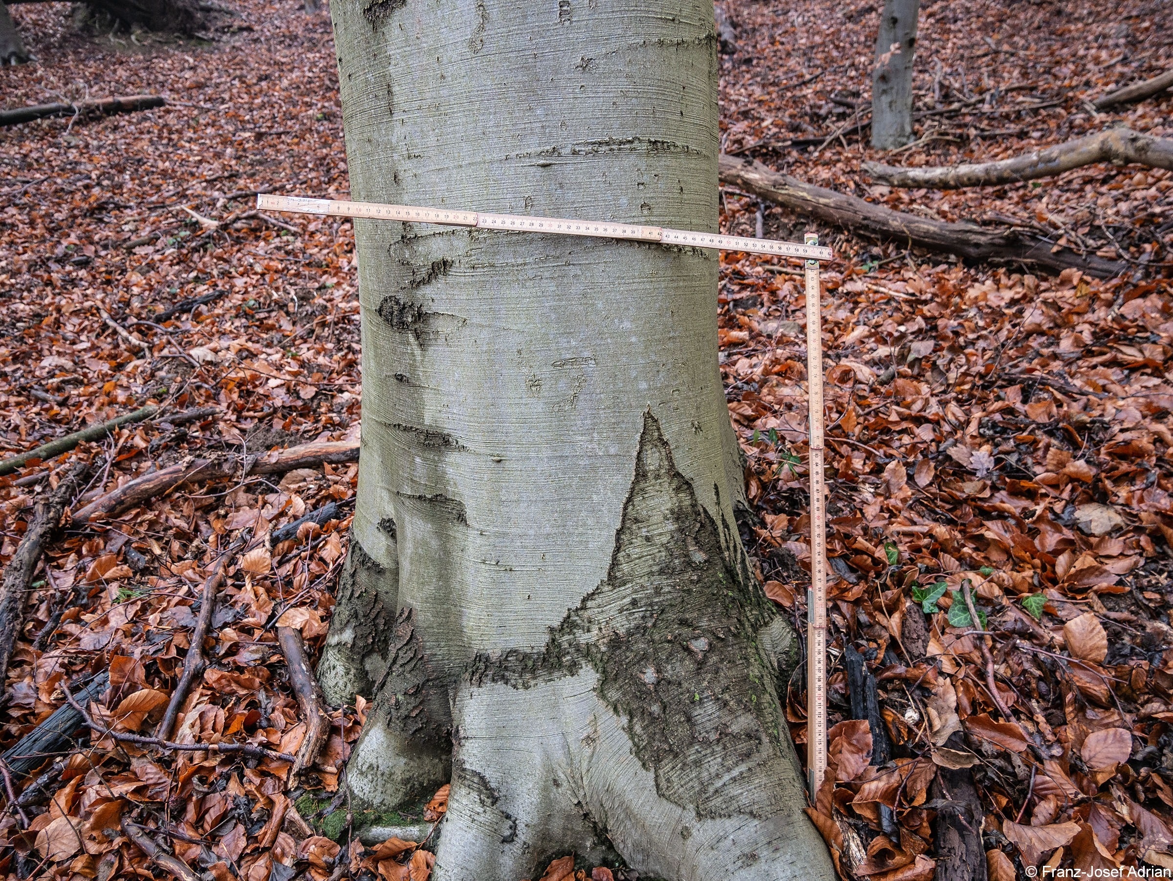 Wald_22