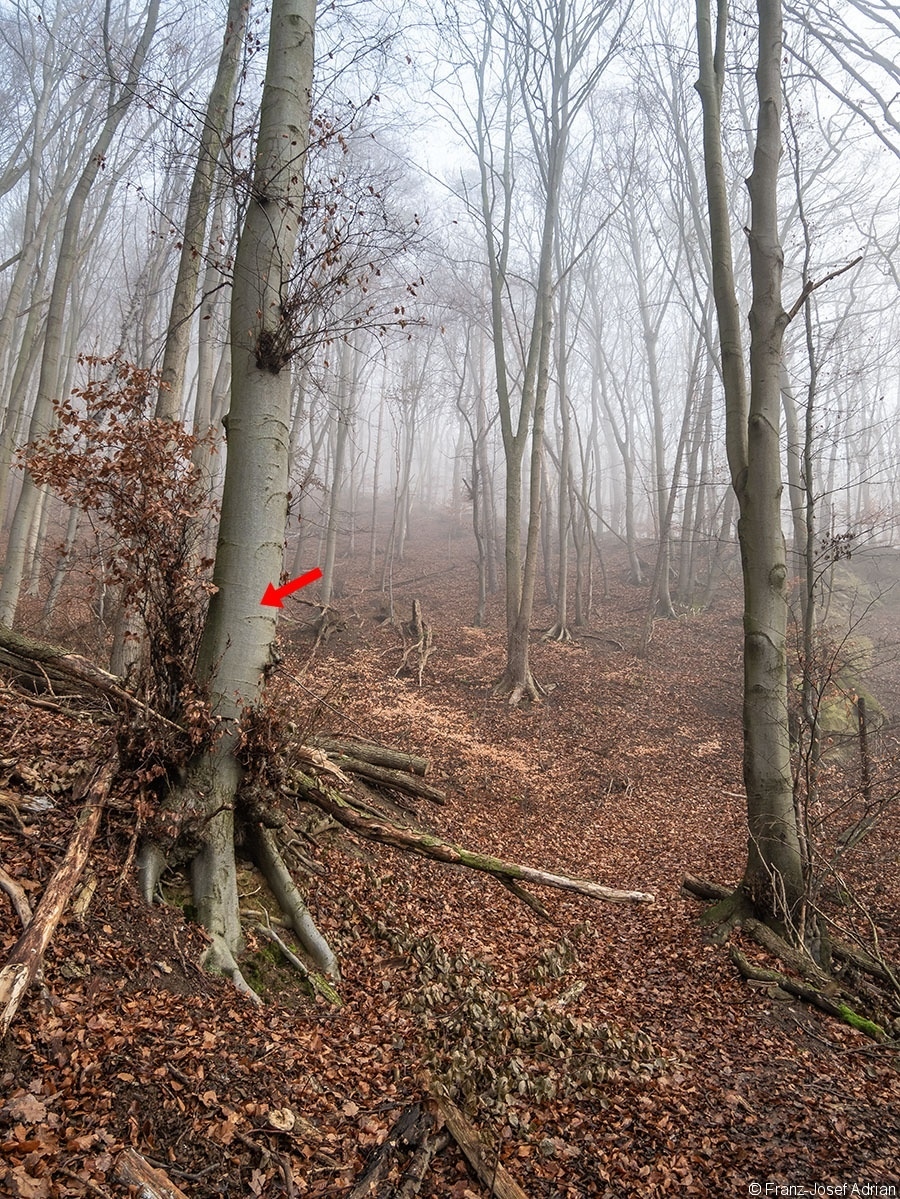 Wald_23