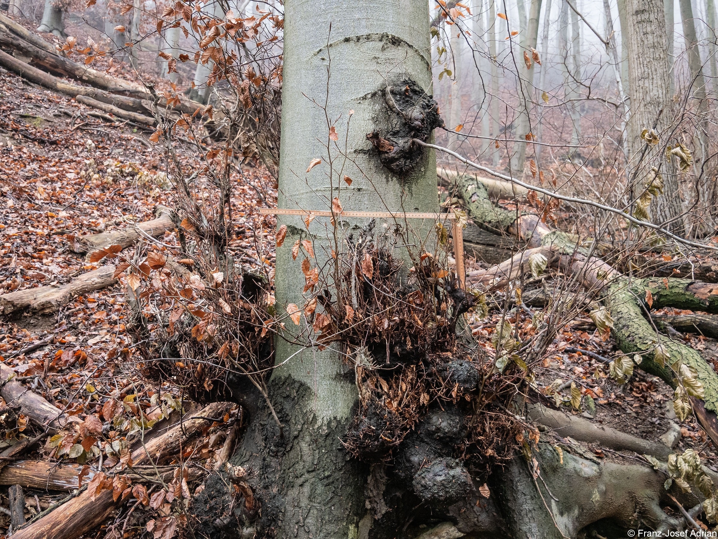 Wald_24