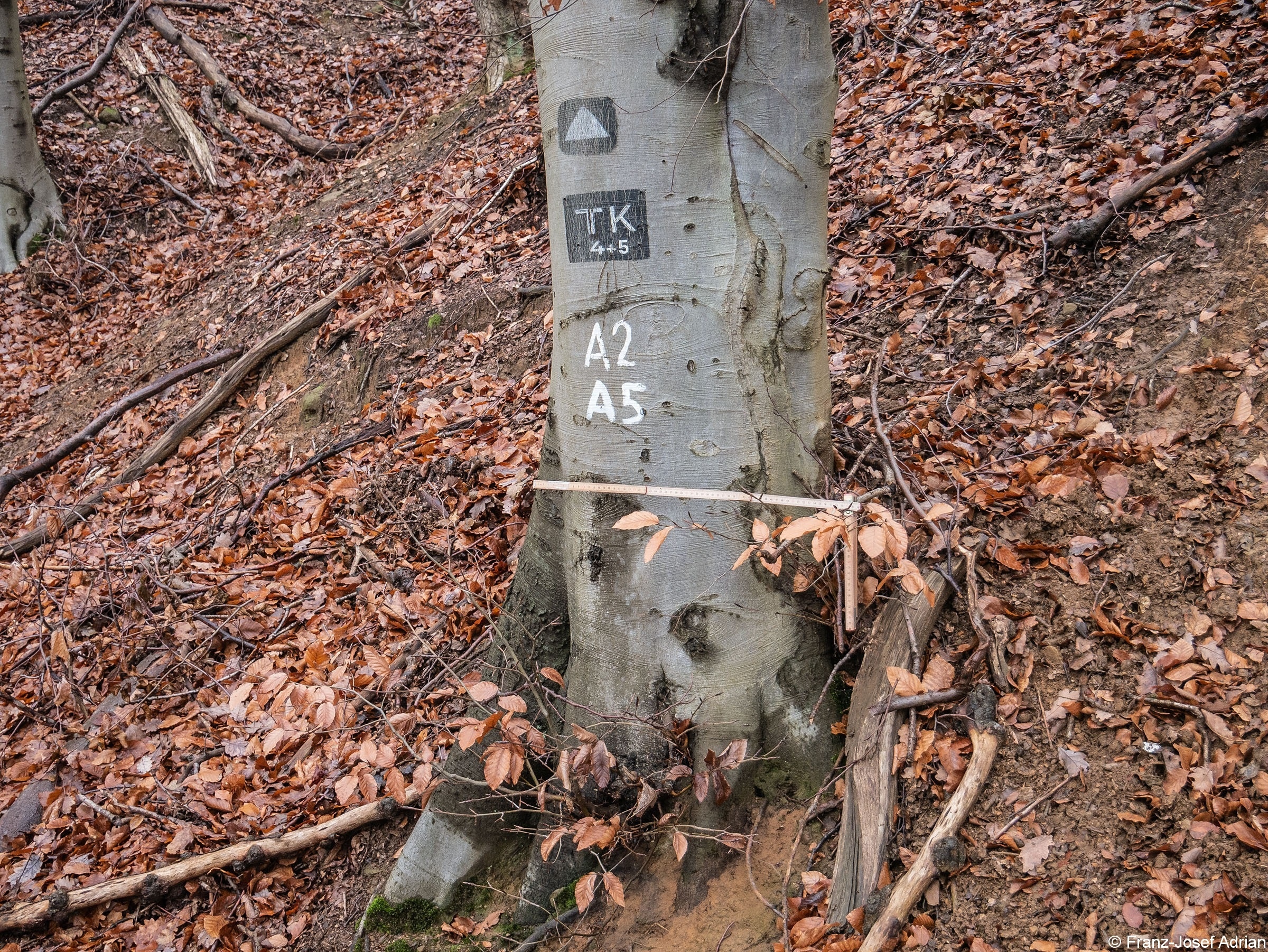 Wald_25