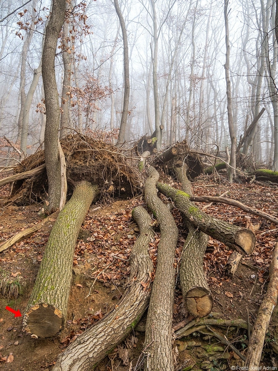 Wald_26