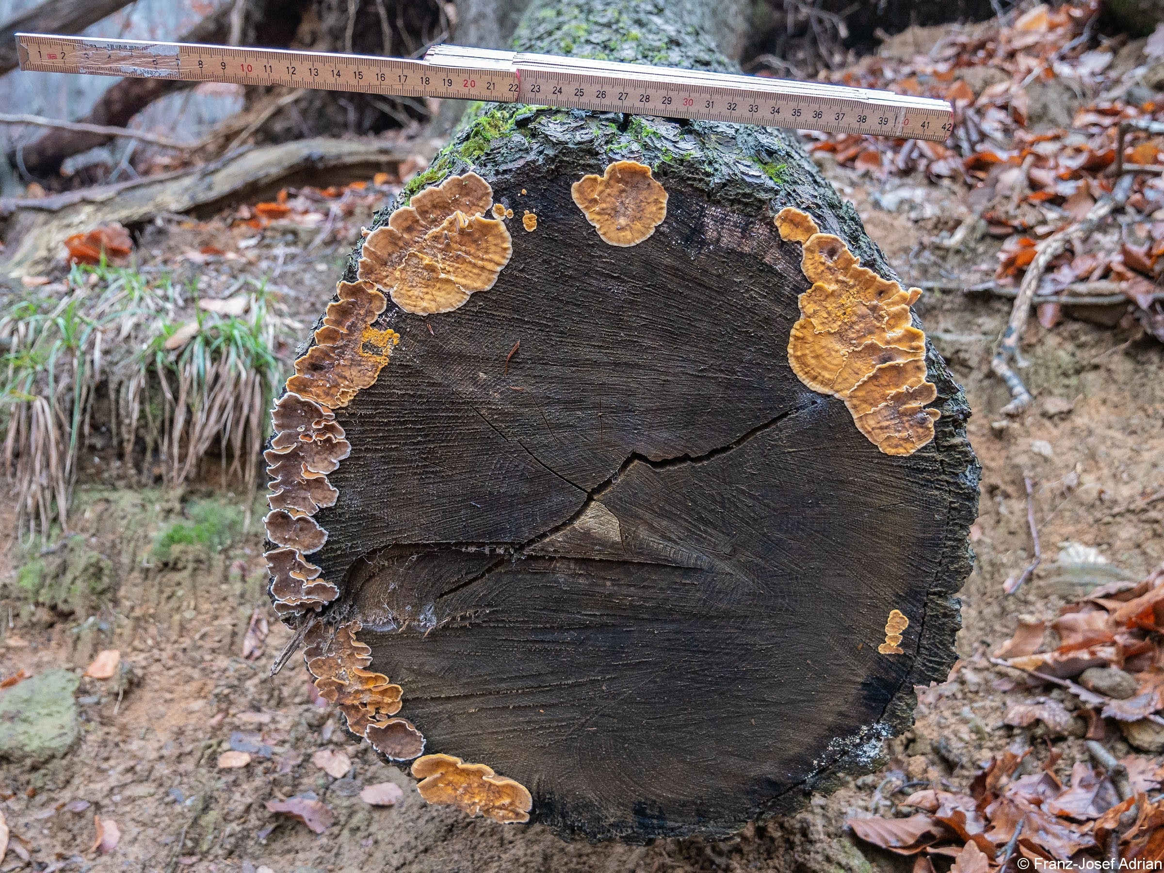 Wald_27