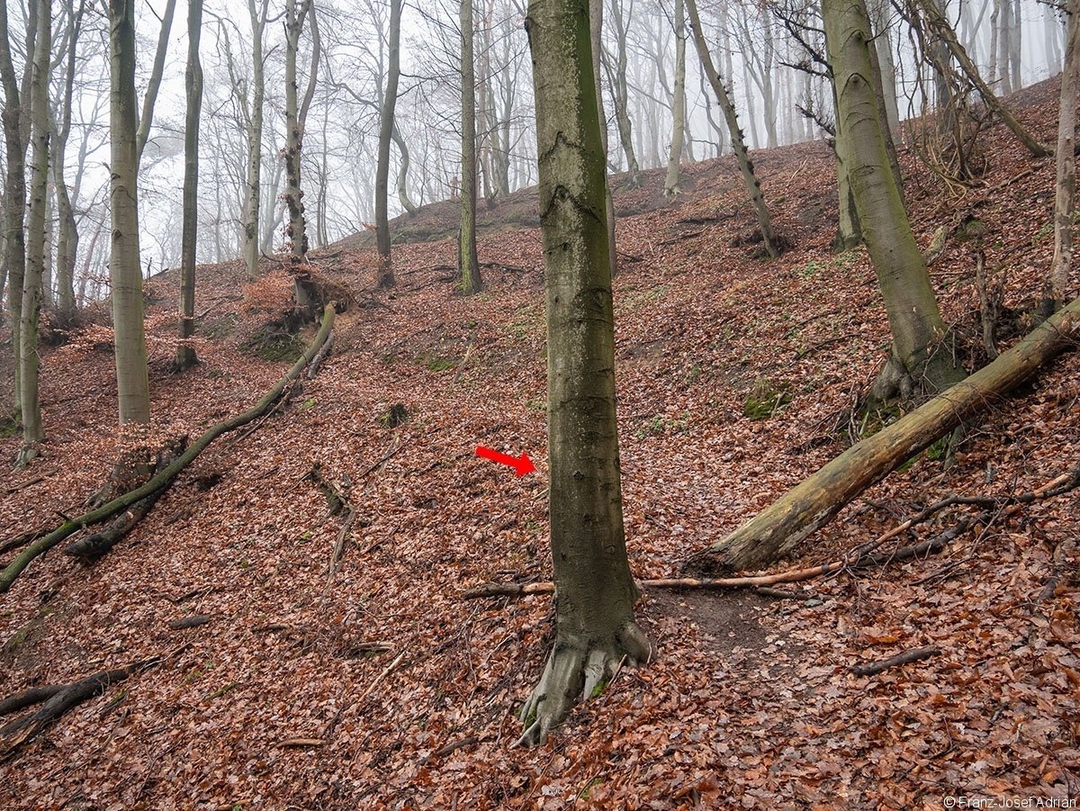 Wald_28