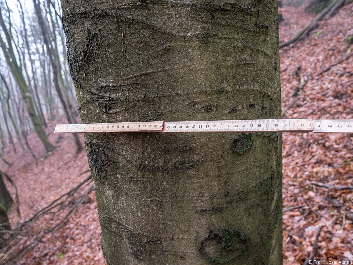 Wald_29