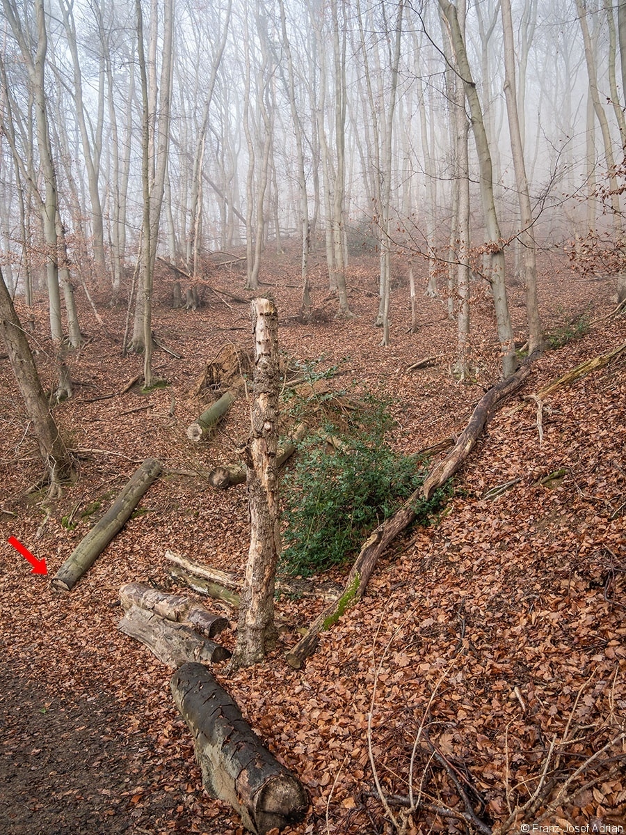 Wald_30