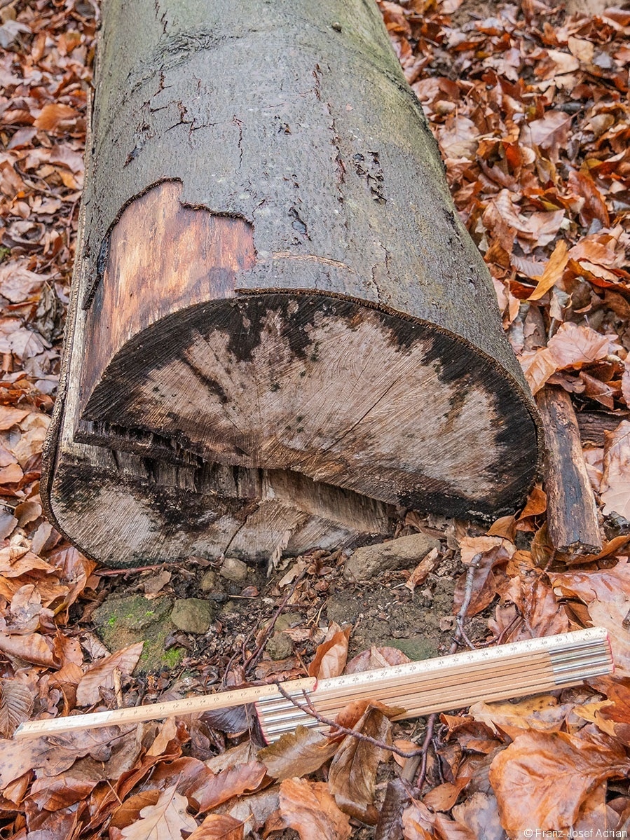 Wald_31