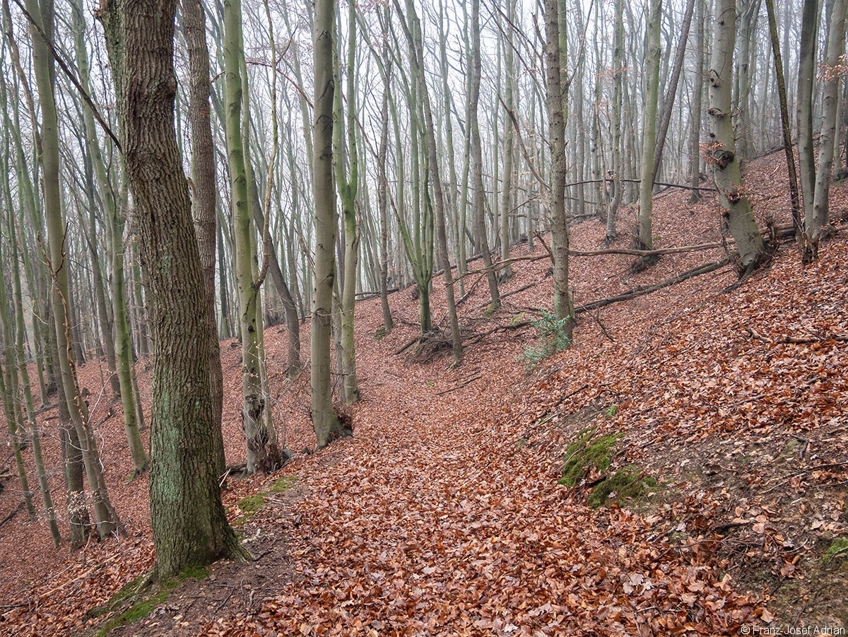 Wald_32