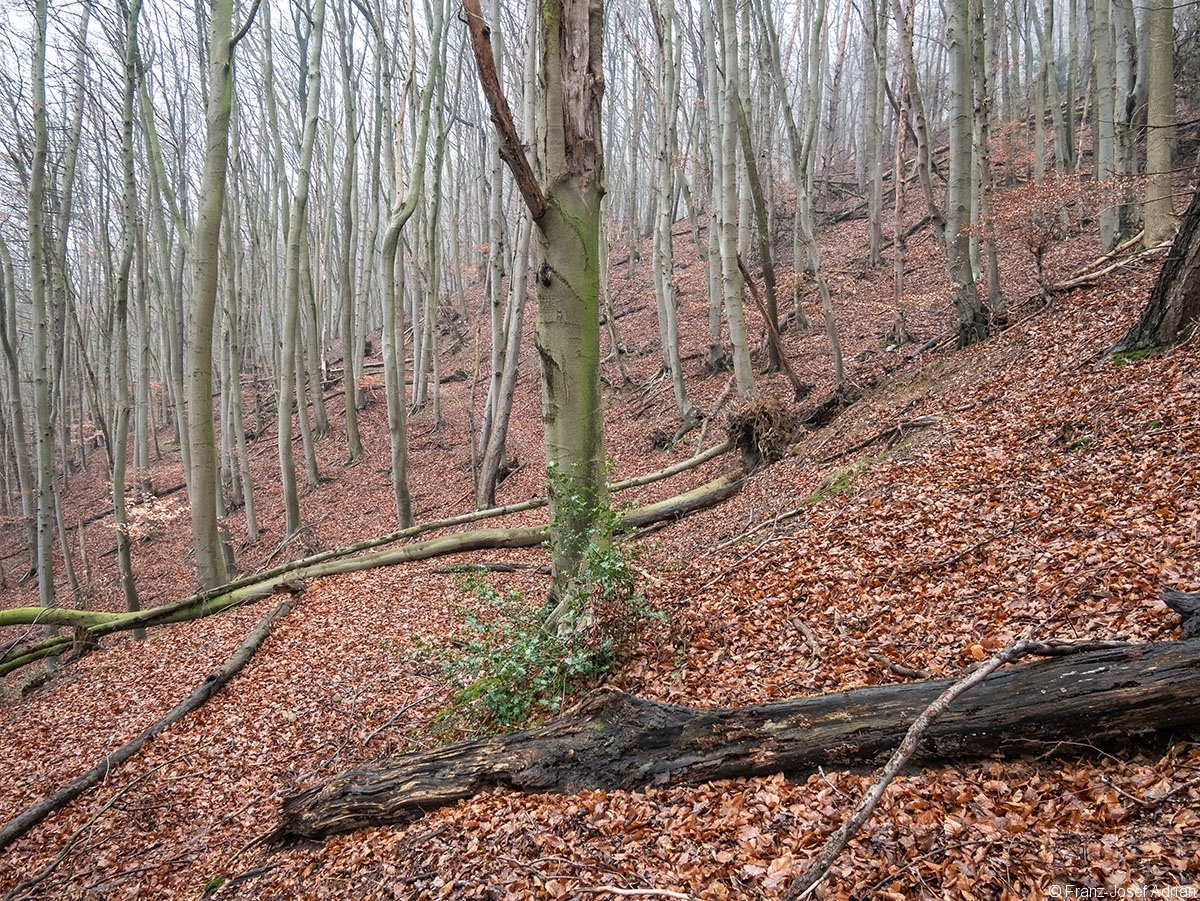 Wald_33