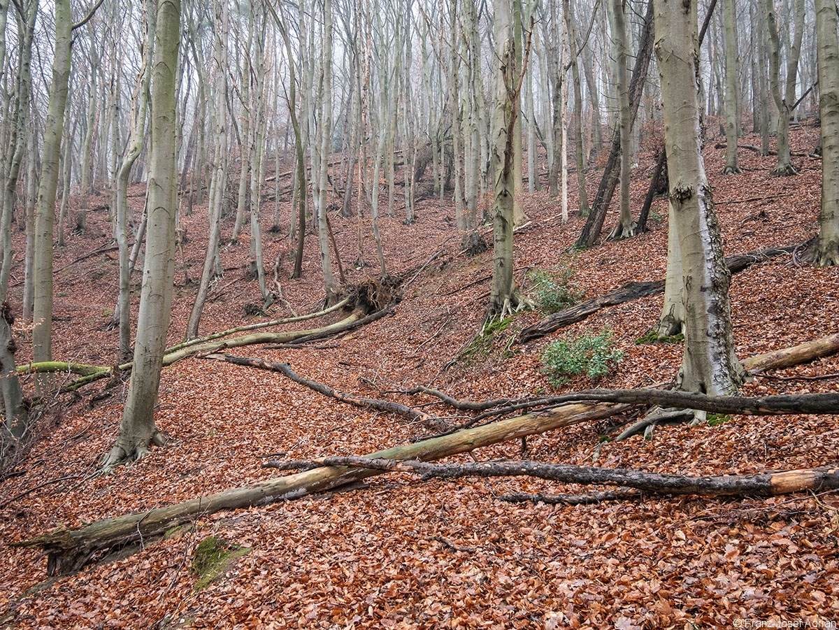 Wald_34