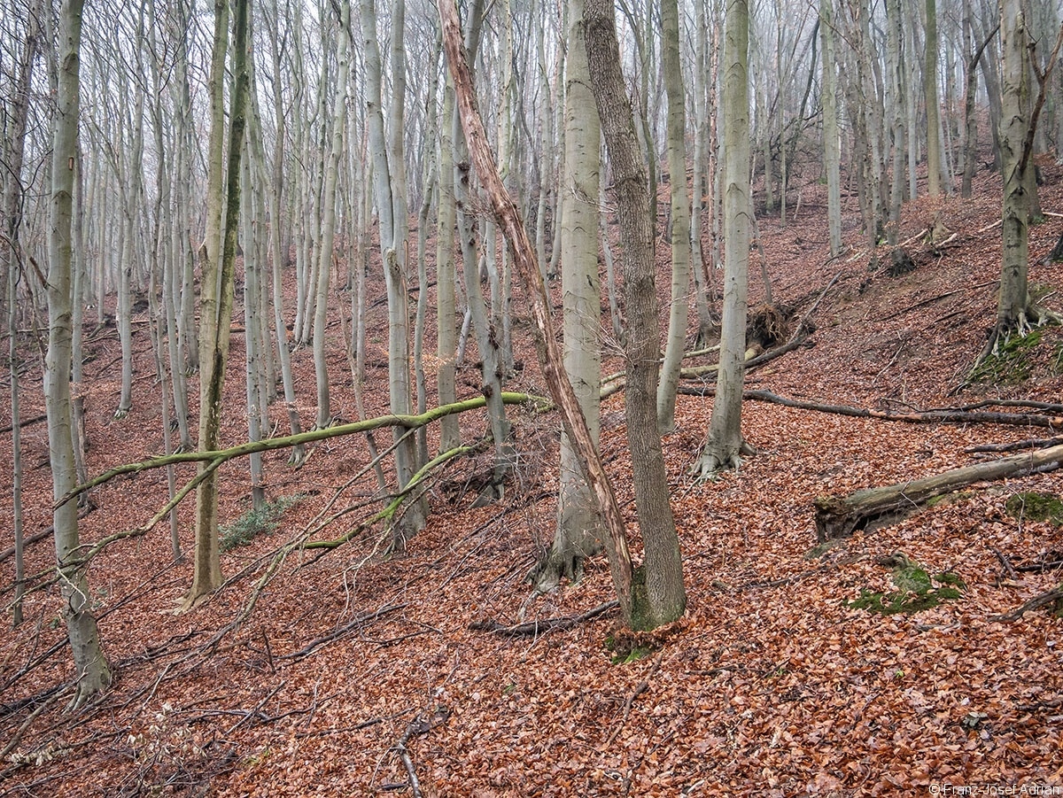 Wald_35