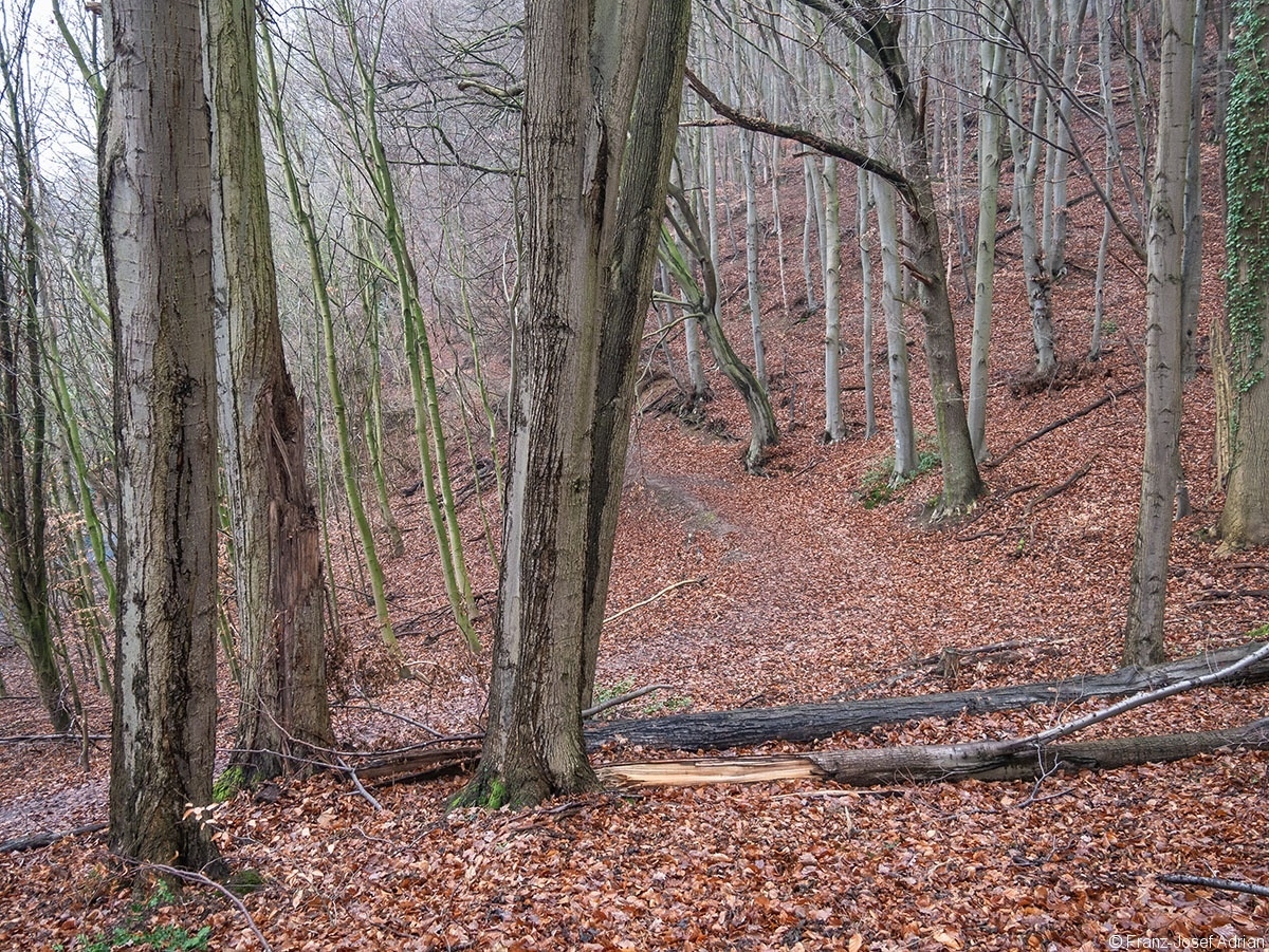 Wald_36