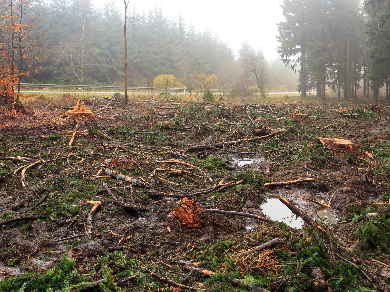 schwere Bodenschäden, Pfützen auf verdichteten Waldboden