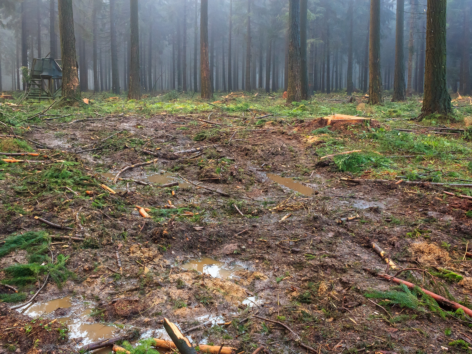 flächig mit tonnenschwerem Gerät befahrener Waldboden