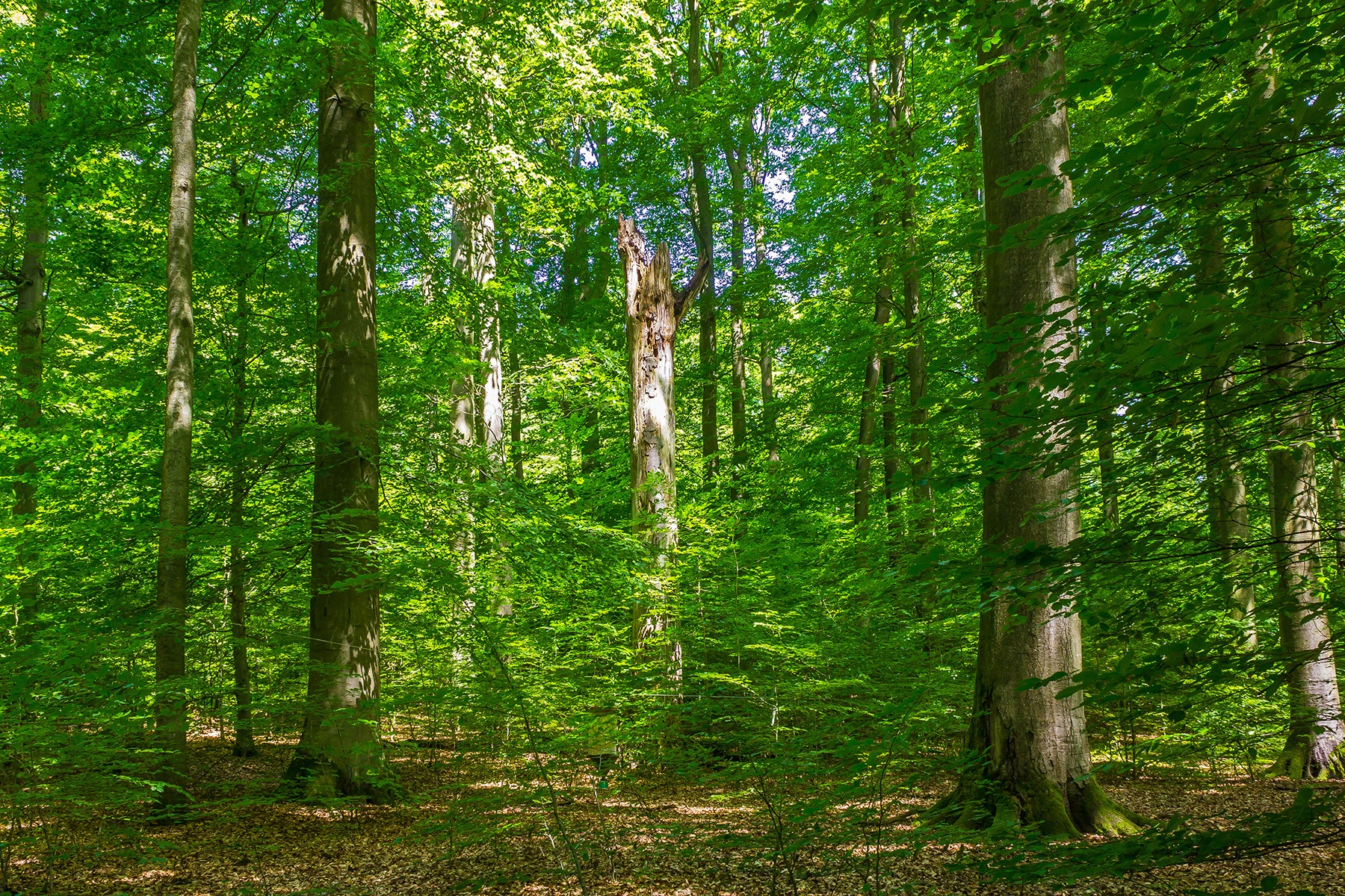 Buchenwald mit Urwaldqualitäten