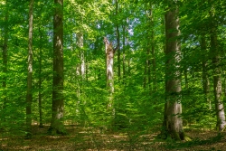Buchenwald mit Urwaldqualitäten